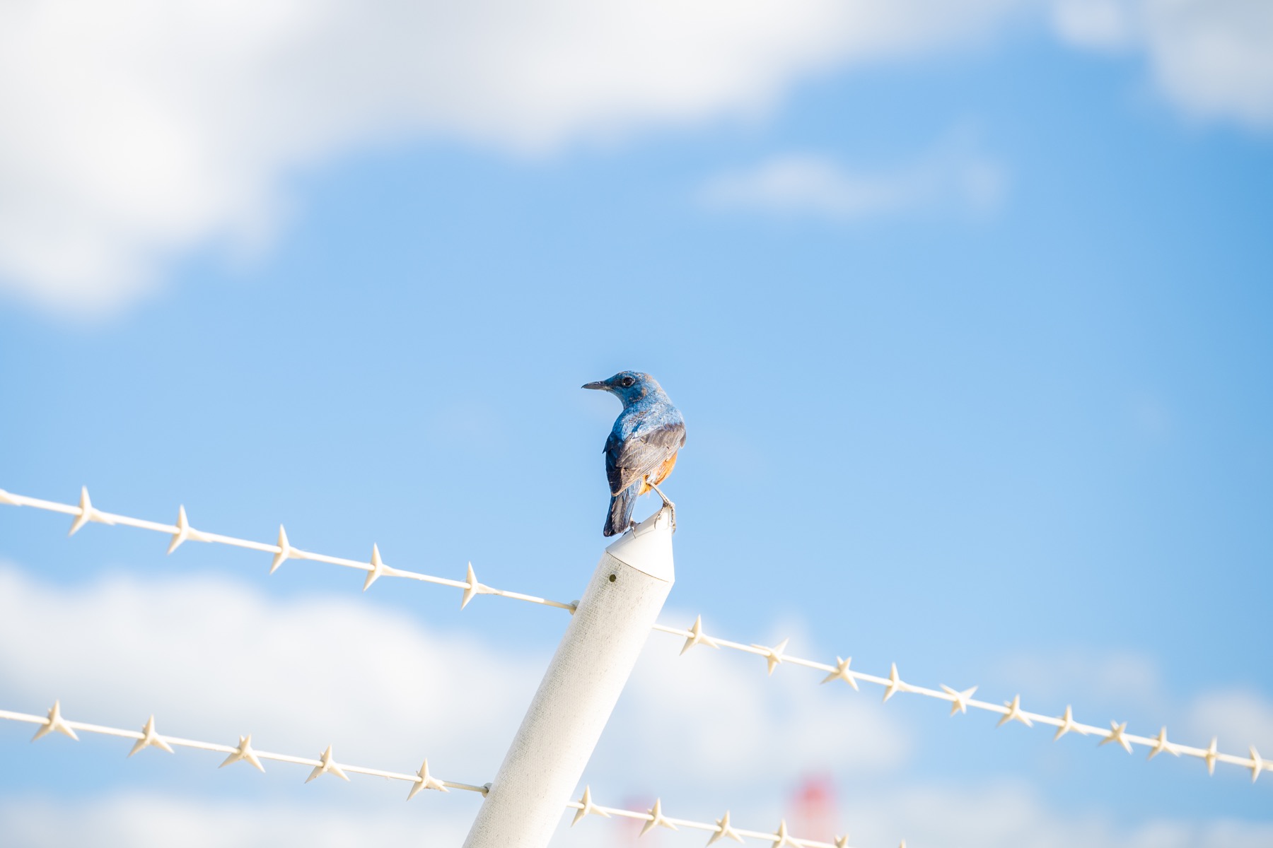 青い鳥と青空